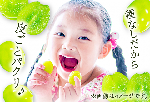 A-1274 皮ごと食べられる種なしぶどう シャインマスカット 1房【先行予約 ぶどう シャインマスカット 1房 葡萄 ブドウ しゃいんますかっと マスカット 種なし たねなし 冷蔵 期間限定 季節限定 くだもの 果物 フルーツ】