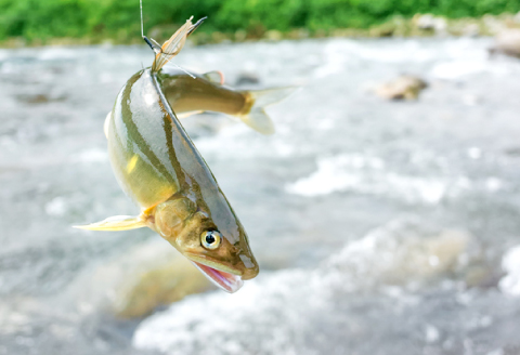 A-202 水質日本一常連の清流　高津川　天然あゆ　300g【天然鮎 300g 魚貝類 魚貝類 魚 川魚 アユ 急速冷凍 高鮮度 冷凍】