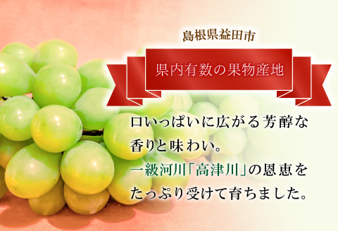 A-834 大粒シャインマスカット　2房入り