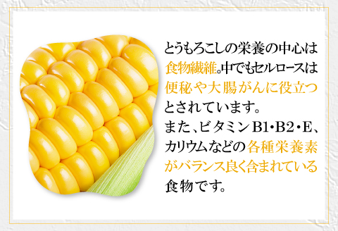 B-1008 ［秋作］朝採れとうもろこし　15本