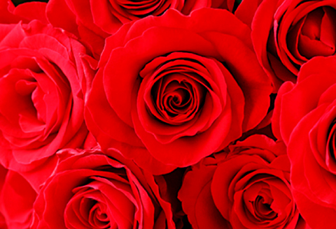 B-212 花持ち最高！！バラの花束