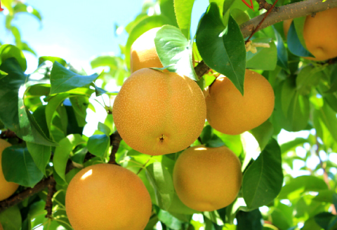 C-1282【先行予約】赤梨10kg【梨 赤梨 10kg 先行予約 なし ナシ pear 幸水 豊水 新興 新高 期間限定 季節限定 果物 くだもの フルーツ お取り寄せ 特産品 島根県 益田市】