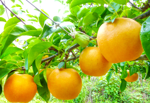 D-1168 益田の美味しいフルーツ定期便（5回）