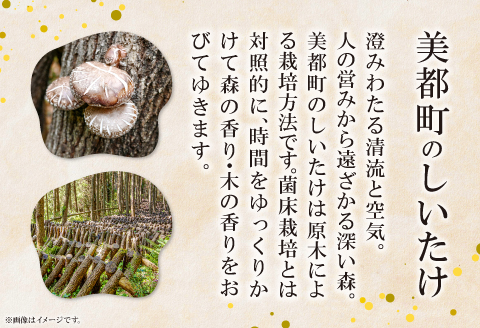 A-534 森の香り豊かな『美都の原木栽培生しいたけ』（700～800g）【先行予約 野菜 きのこ キノコ 椎茸 しいたけ シイタケ 生しいたけ 700～800g 15～20枚 原木栽培 期間限定 季節限定 早期予約 冷蔵】