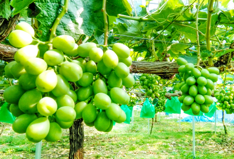 B-285 おいしいシャインマスカットと種なしピオーネ
