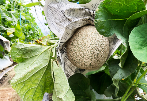 A-702 【先行予約】青肉と赤肉のアールスメロンセット【メロン 食べ比べ 先行予約 期間限定 季節限定 果物 フルーツ メロン めろん マスクメロン アールスメロン 各1玉 メロン 赤肉 青肉】