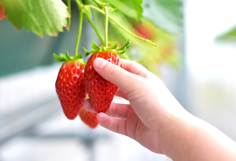 B-26 早出し 美都いちご（ギフトBOX）