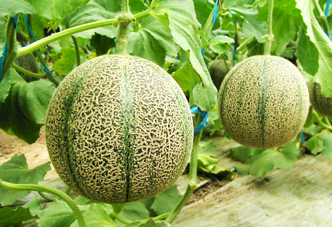 B-625 初物 糖度14度以上のアムスメロン 高級赤秀品 2玉【先行予約 メロン めろん 果物 くだもの フルーツ アムスメロン 糖度14度以上 高級 赤秀品 期間限定 季節限定 早期予約】