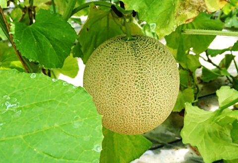 C-11 アールスメロン　秀品　1c/s（4玉）【夏作】【メロン 先行予約 果物 くだもの フルーツ めろん アールスメロン 糖度14度以上 青肉 期間限定 季節限定 早期予約】