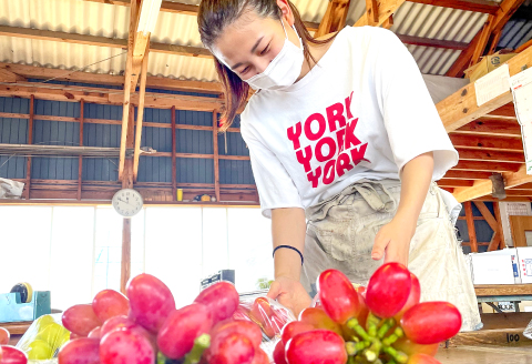 D-857 しんく！シンク！神紅！2房入り1.2kg以上【先行予約 神紅 2房 島根県オリジナル品種 高糖度 皮ごと 種なし ぶどう ブドウ 葡萄 果物 くだもの フルーツ 数量限定 季節限定 ギフト 贈り物 贈答】