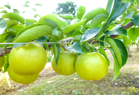 A-937 【先行予約】瑞秋梨　2㎏【梨 先行予約 瑞秋梨 2㎏ 6玉位 果物 くだもの フルーツ なし 旬 8月下旬～9月下旬発送 期間限定 季節限定 ギフト 贈り物】