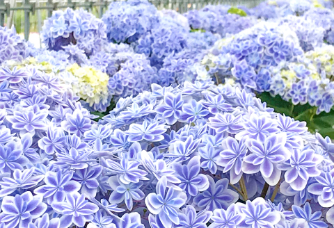 A-979 島根県オリジナルアジサイ「万華鏡」ブルー(5寸鉢)　1鉢