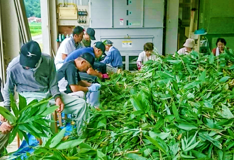 A-899 自然の恵み 美都60山里茶 ティーバッグ式　20パック×4袋セット【お茶 茶 ティーバッグ 20パック 4袋 セット 計80パック ブレンド アイス ホット 飲料 ティーパック 茶葉 ギフト 贈答 贈り物】