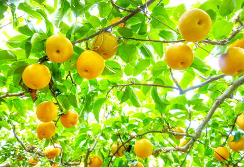 A-934 【先行予約】赤梨 5㎏(幸水梨・豊水梨・新高梨・新興梨)【梨 先行予約 季節限定 赤梨 5kg 10玉～16玉位 なし 幸水梨 豊水梨 新高梨 新興梨 期間限定 果物 フルーツ くだもの ギフト 贈答】