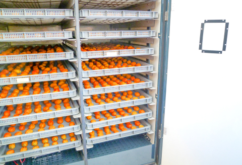 A-943 雪んこ(あんぽ柿)満腹サイズ