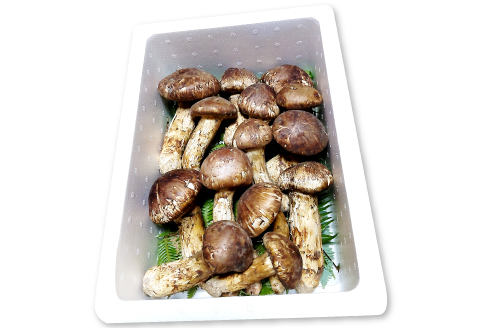 F-951 国産まつたけ　500ｇ