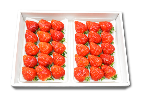 D-973 【定期便】益田市特産フルーツギフト4種【四季】【先行予約 定期便 果物定期 4回コース アムスメロン シャインマスカット 西条柿 柿 苺 いちご フルーツ 果物 くだもの 旬 定期 コース ギフト 贈り物 数量限定】