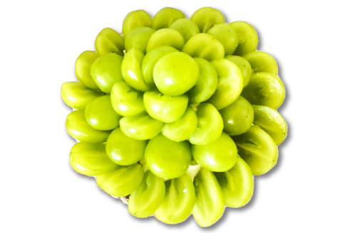 B-978 お家で作る シャインマスカット タルトキット15㎝(TARTE