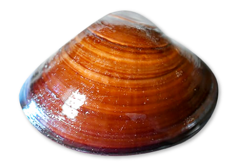 B-1046 びっくり大きい日本海の新鮮はまぐり (1kg)【先行予約 魚貝類 魚介類 日本海 ハマグリ 蛤 はまぐり 冷蔵 期間限定 季節限定 早期予約】