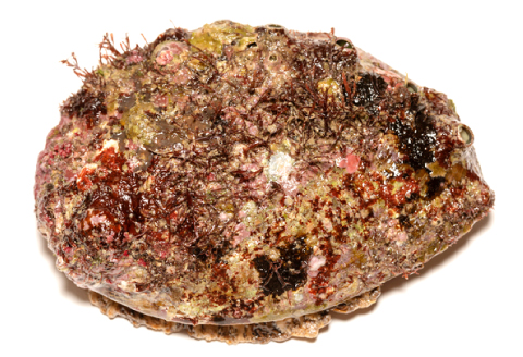 D-1047 日本海の新鮮あわび 800g