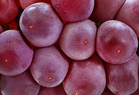 A-774 【先行予約】朝採れ種なしぶどう デラウェア 1kg【ぶどう デラウエア 葡萄 ブドウ デラウェア 種なし 果物 くだもの フルーツ 先行予約 季節限定 期間限定 早期予約 たねなし】