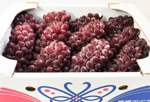 C-544 【先行予約】待ちきれないデラウエア 2kg【デラウェア 島根 先行予約 期間限定 季節限定 早期予約 果物 くだもの フルーツ 葡萄 ブドウ ぶどう】