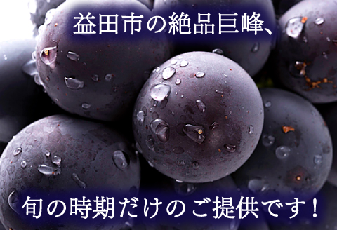 B-1001 【先行予約】朝採れ種なしぶどう 巨峰 2kg【巨峰 種なし ぶどう きょほう 先行予約 2キロ たねなし 朝採れ 冷蔵 期間限定 季節限定 8月発送】