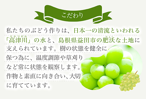 C-680 【先行予約】絶対鮮度！農家直送の シャインマスカット 3～4房（2kg以上）【先行予約 ぶどう シャインマスカット しゃいんますかっと マスカット 3～4房 2.0kg以上 2キロ以上 2kg以上 2kg 鮮度抜群 種なし たねなし 皮ごと 大粒 朝採れ こだわり 期間限定 季節限定 9月上旬～10月上旬発送】