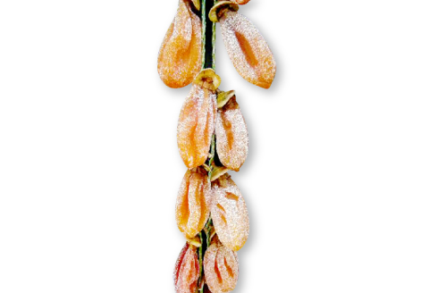 A-1146 つるし柿(干し柿)お試しサイズ 10個入り