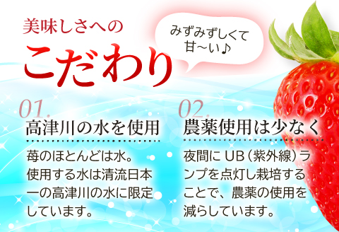 A-696 【初物！農家直送】美都いちご（350g×2パック）