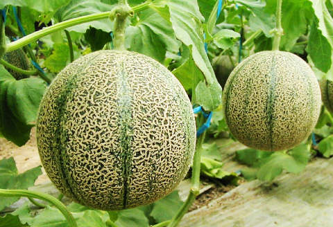 B-1150 糖度14度以上のアムスメロン 高級赤秀品　1ケース(3～5玉)【メロン 先行予約 糖度14度以上 アムスメロン めろん 高級 赤秀品 1ケース (3～5玉) メロン 早期予約 季節限定 期間限定 果物 くだもの フルーツ 贈答品 お土産 プレゼント 贈り物 ギフト 贈答】