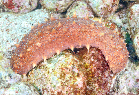 A-1044 日本海の新鮮　赤なまこ　1kg