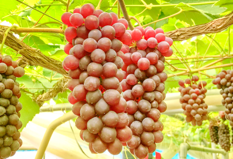 B-1161 	椋さんのこだわり デラウェア　2kg【ぶどう 種無し 先行予約 デラウエア 果物 くだもの フルーツ ブドウ 葡萄 期間限定 季節限定 早期予約 糖度18度以上 種なし】