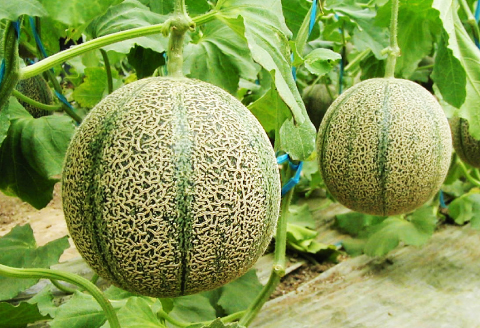 C-1163 糖度14度以上のアムスメロンとデラウェアのセット【先行予約 メロン デラウェア 数量限定 糖度14度以上 アムスメロン 秀品 2玉 1kg 5～6房 セット 早期予約 季節限定 期間限定 果物 くだもの フルーツ お土産 プレゼント 贈り物 贈答 ギフト 詰め合わせ】