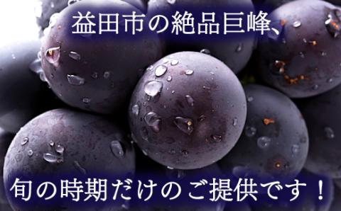 A-1159 【先行予約】朝採れ種なしぶどう 巨峰 1kg【巨峰 種なし 先行予約 ぶどう きょほう ブドウ 1.0kg たねなし 朝採れ 冷蔵 果物 くだもの フルーツ 期間限定 季節限定 早期予約 8月発送】