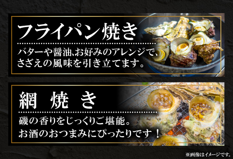 A-1041 日本海の新鮮さざえ　1kg【サザエ 魚介類 魚貝類 貝類 さざえ 新鮮 日本海 山陰沖 佃煮 つぼ焼き おつまみ 冷蔵】