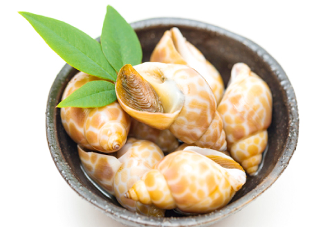 A-1042 日本海の新鮮ばい貝　1kg【魚介類 魚貝類 貝類 バイ貝 1kg 新鮮 日本海 おつまみ 煮付け バター焼き 酒蒸し 刺身 高タンパク 低脂肪 冷蔵】