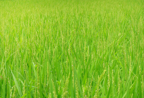 きぬむすめ 10kg【先行予約 米 白米 ごはん お米 10キロ 2025年産 令和7年産】