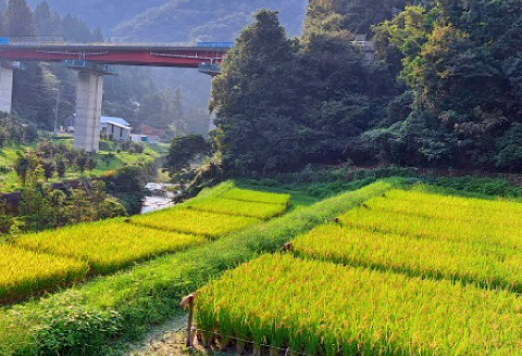 A-1217 強運米「コシヒカリ」5kg【米 お米 白米 精米 コシヒカリ 5kg 5キロ 1袋 おこめ こめ ごはん 令和7年度産 2025年産】
