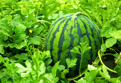 A-1273 【先行予約】益田産 西瓜 1玉【すいか 先行予約 季節限定 期間限定 早期予約 スイカ 果物 くだもの フルーツ】