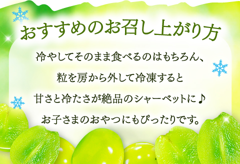A-1274 皮ごと食べられる種なしぶどう シャインマスカット 1房【先行予約 ぶどう シャインマスカット 1房 葡萄 ブドウ しゃいんますかっと マスカット 種なし たねなし 冷蔵 期間限定 季節限定 くだもの 果物 フルーツ】