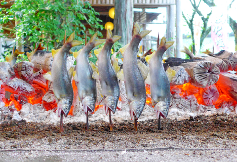 A-496 水質日本一常連の清流　高津川　天然あゆ　500g【天然鮎 500g 魚貝類 魚貝類 魚 川魚 アユ 急速冷凍 高鮮度 冷凍】