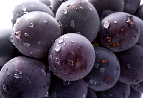 A-770 朝採れ種なしぶどう ピオーネ 1kg【先行予約 ぶどう ピオーネ 種なし 早期予約 葡萄 ブドウ ぴおーね 1.0kg 1キロ 種無し たねなし 朝採れ 冷蔵 期間限定 季節限定 8月～10月上旬発送】