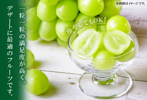 A-834 大粒シャインマスカット　2房入り