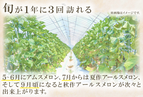 A-928 益田産アールスメロン 秋作 2玉