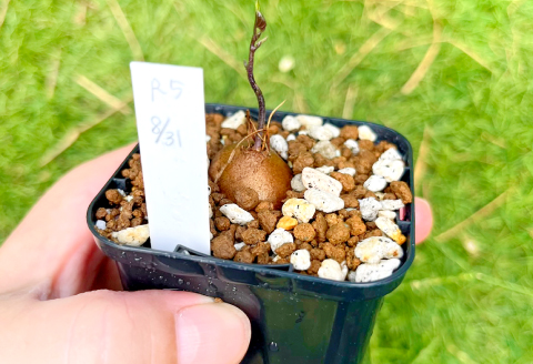 A-962 実生コーデックス(塊根植物)ディオスコレアエレファンティペス1鉢