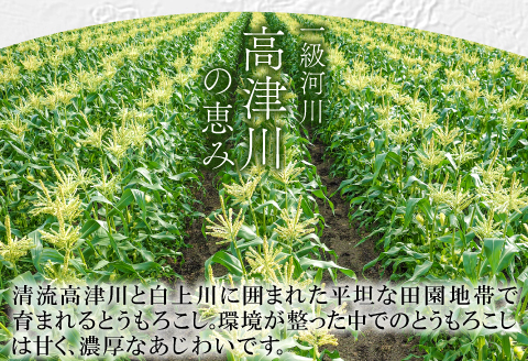 B-1008 ［秋作］朝採れとうもろこし　15本