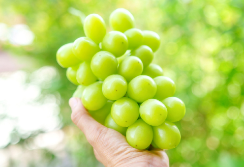 B-1179 冬季シャインマスカット 1kg