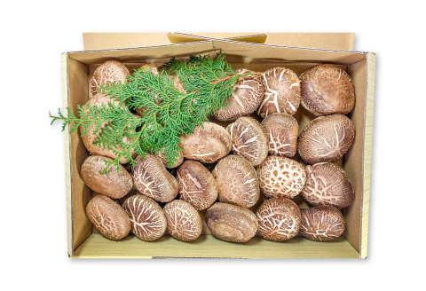 A-534 森の香り豊かな『美都の原木栽培生しいたけ』（700～800g）【先行予約 野菜 きのこ キノコ 椎茸 しいたけ シイタケ 生しいたけ 700～800g 15～20枚 原木栽培 期間限定 季節限定 早期予約 冷蔵】