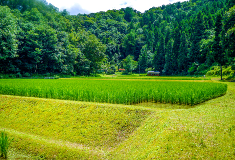 A-717 「養老瀧」特別純米酒・原酒 2本セット【サンエイト美都限定 オリジナル品 特別純米酒 特別純米酒原酒 日本酒 料理酒 お酒 酒 養老瀧】